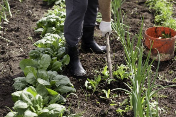 Garden Hoe Garden Hoe
