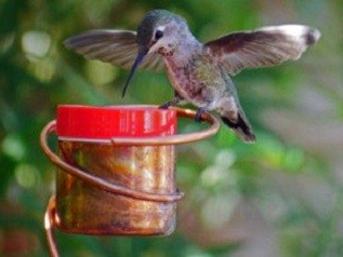 Backyard Birding Wildlife Birds Blue Mason Jar 2 Unit Feeders
