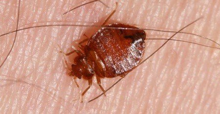 Biting Bugs Biting Bugs