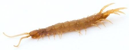 Crawling bugs Crawling bugs