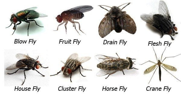 Flying Bugs Flying Bugs