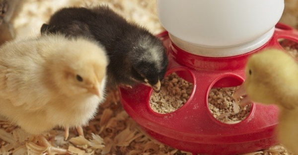 Best Chicken Feed Best Chicken Feed