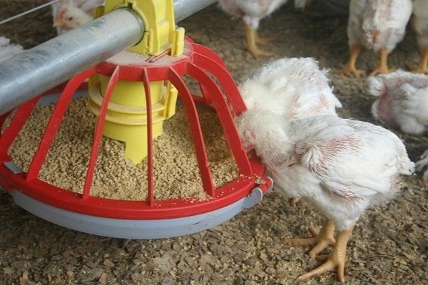 Chicken Feed Brands Chicken Feed Brands
