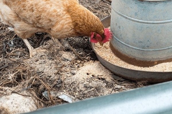 How to Buy Best Chicken Feed How to Buy Best Chicken Feed