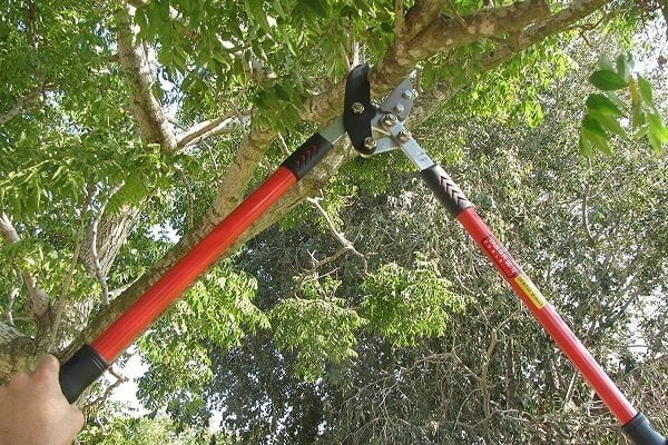 How to Buy Best Loppers How to Buy Best Loppers