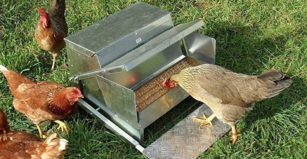 Best Chicken Feeder