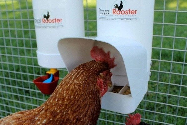 How to Buy Best Chicken Feeder How to Buy Best Chicken Feeder