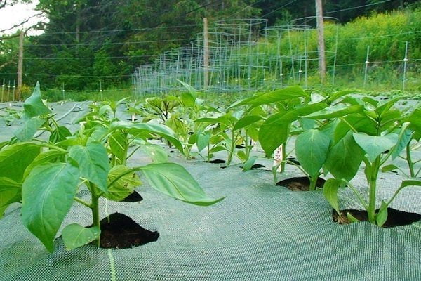 How to Buy Best Weed Barrier How to Buy Best Weed Barrier