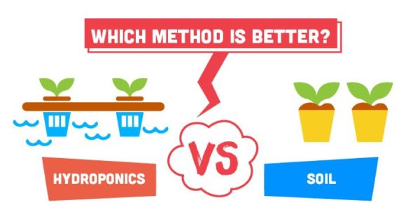 Hydroponic vs Soil Hydroponic vs Soil