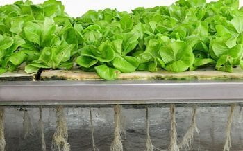 Aeroponics Aeroponics