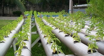 Hydroponic Farming Hydroponic Farming
