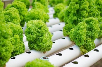 Hydroponics Hydroponics