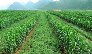 Soil Farming Soil Farming